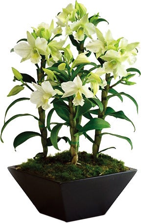 ※7月上旬からの発送