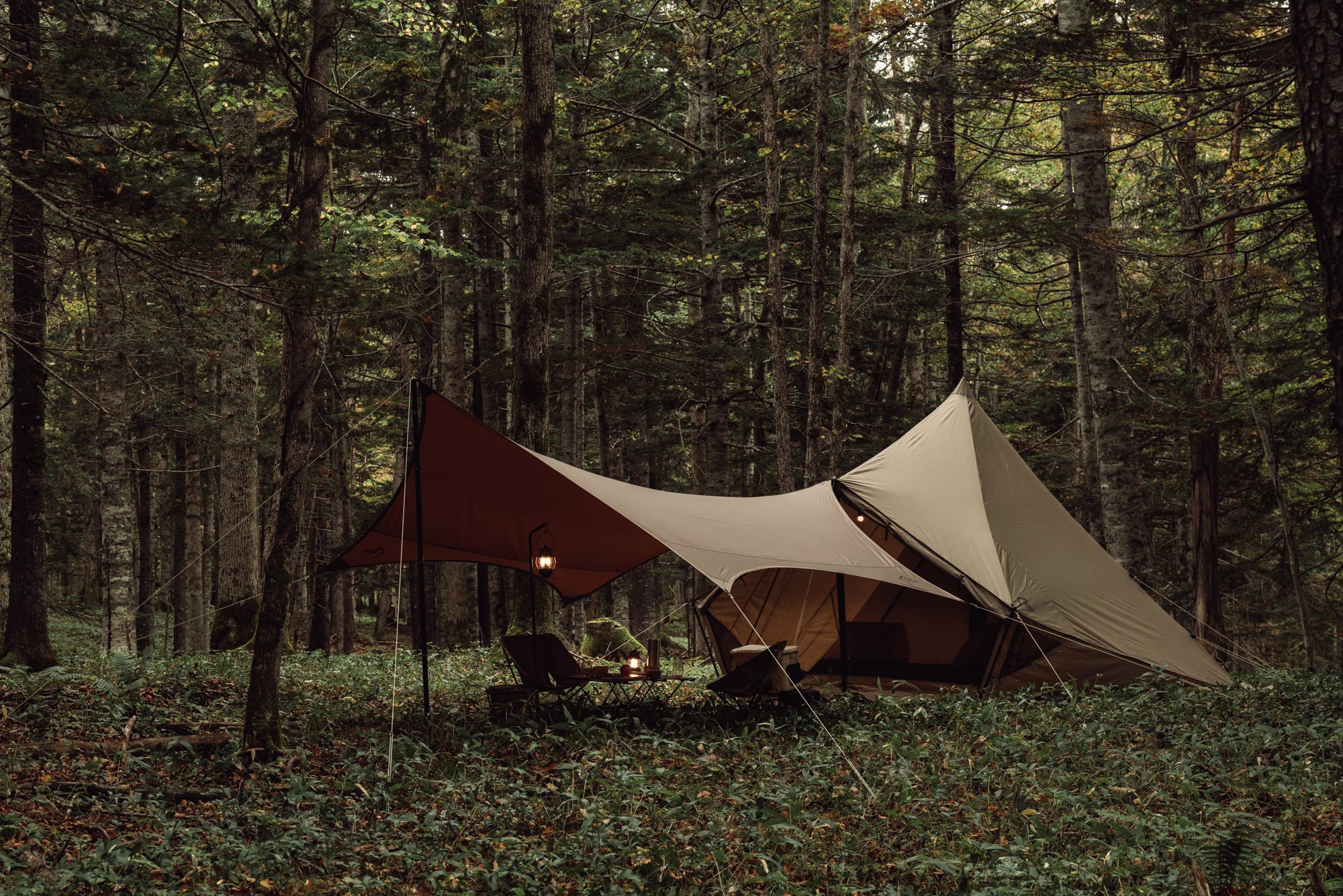 モーニンググローリーシンセティック