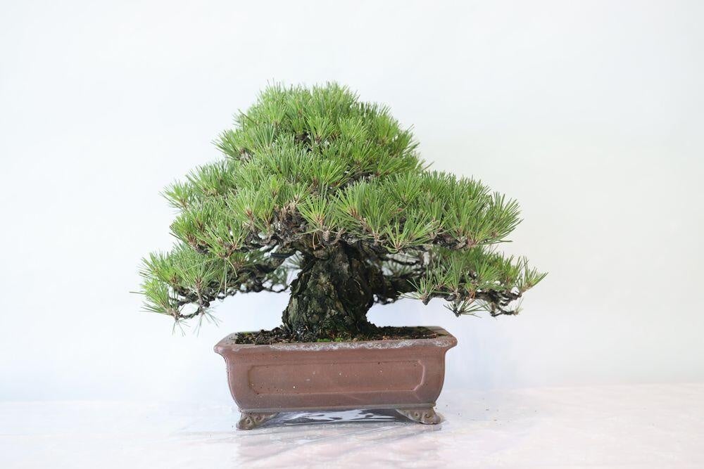 ※参考商品一例(110,000円)