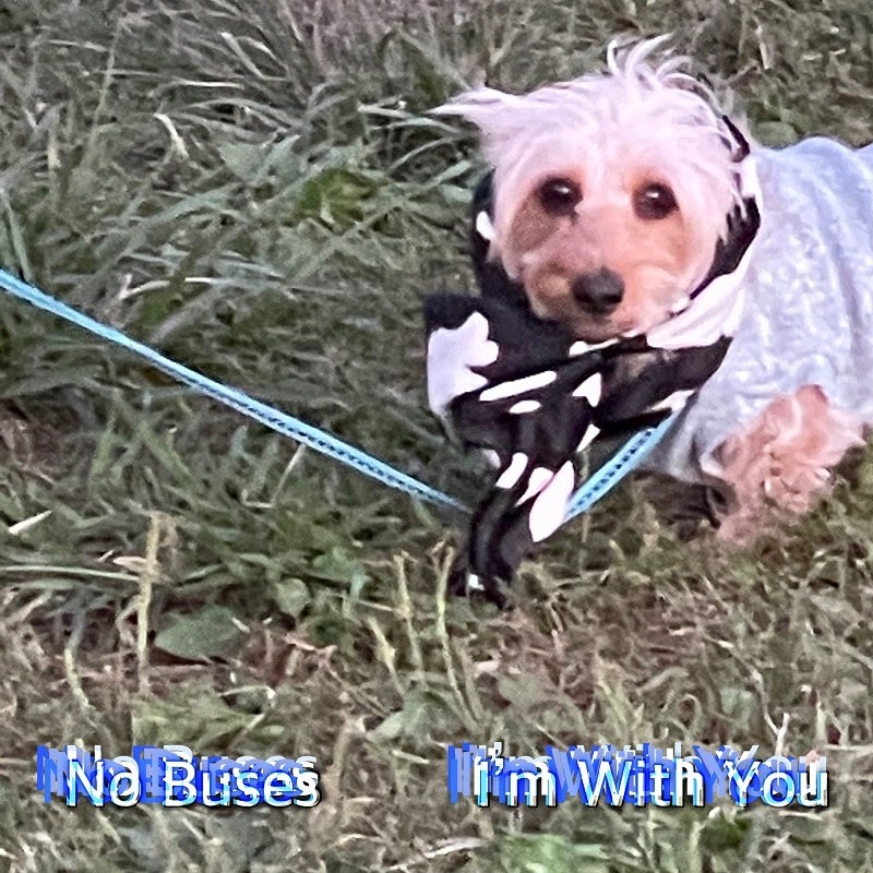 No Busesの新曲「Iʼm With You」が7/23に配信決定。 | The Orchard