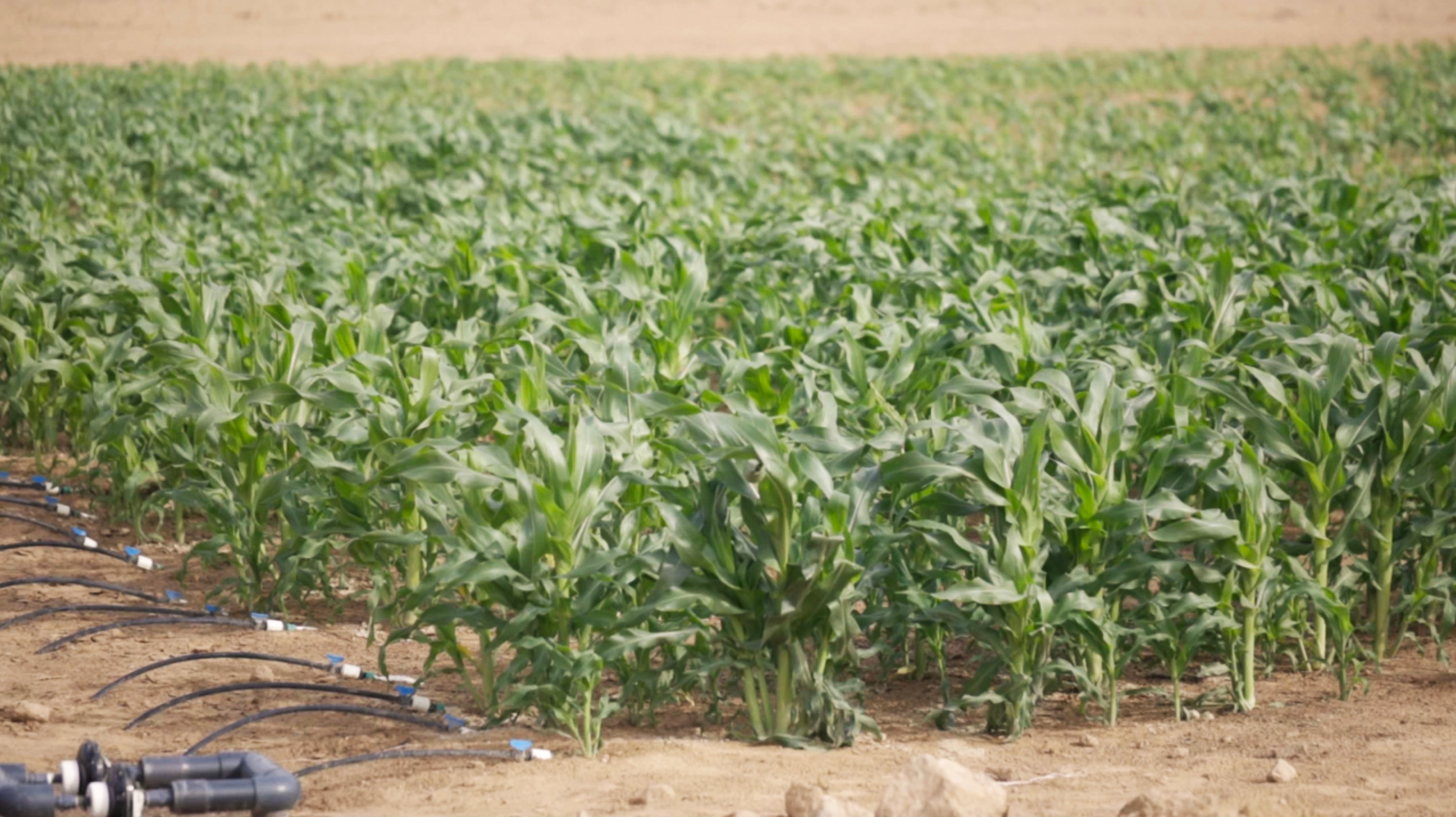 レスポンシブ・ドリップ・イリゲーション