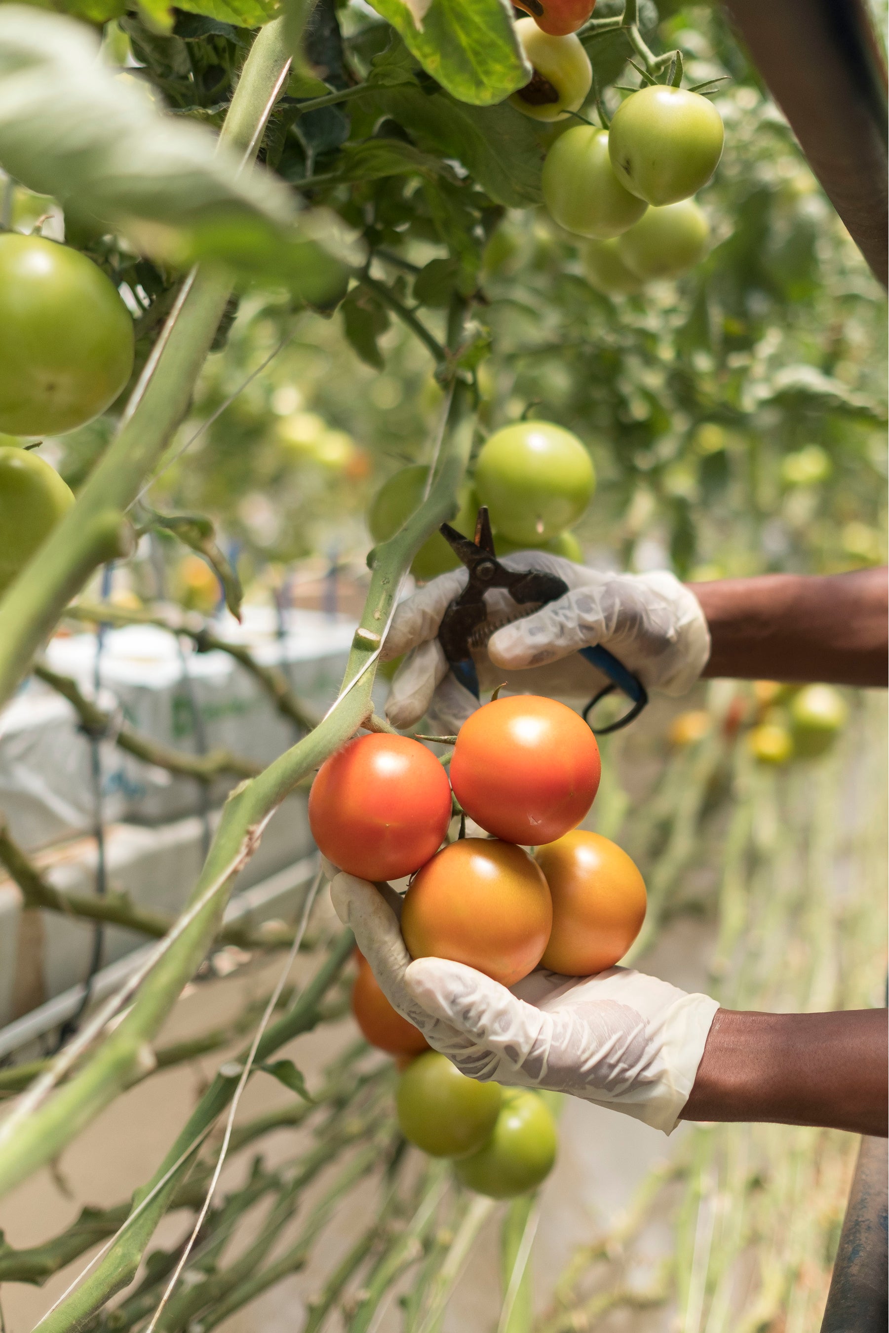 ピュアハーベスト・スマートファームズ