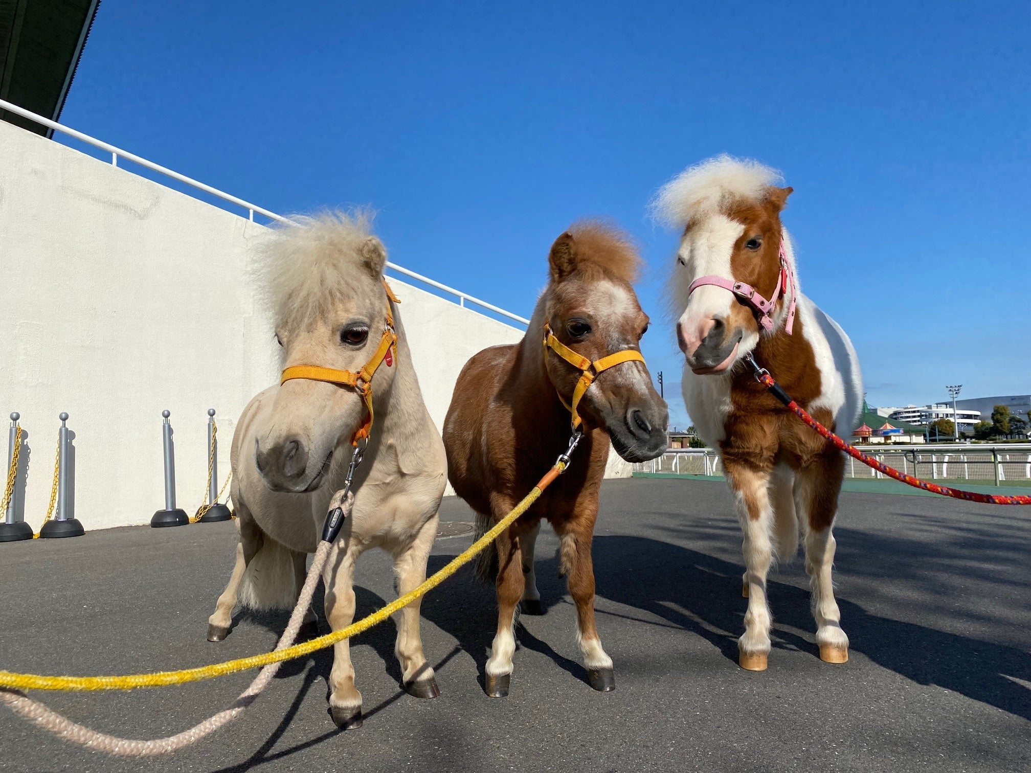 ↑（左から）ミニチュアホースの“スザンヌ”と“インディ”、ポニーの“サクラ”  ※体調等の理由により登場するお馬さんが変更となる場合がございます。