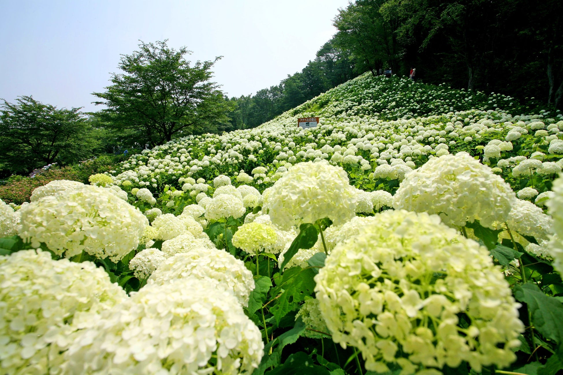 ペット入園可 6月17日 金 からわんダフルネイチャーヴィレッジ第46回 あじさいまつり 開催 ペット入園可 6月17日 金 からわんダフルネイチャーヴィレッジ第46回 あじさいまつり 開催