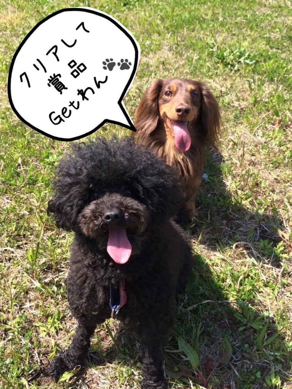 ミニミニ運動会