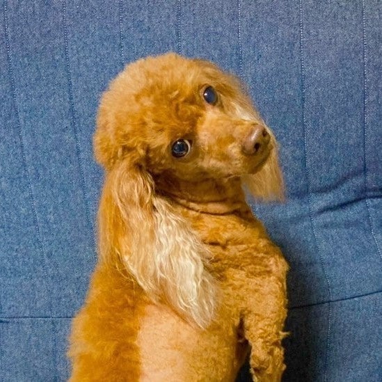 2022スプリングフェスタ 公開オーディショングランプリ トイプードル：アクアくん