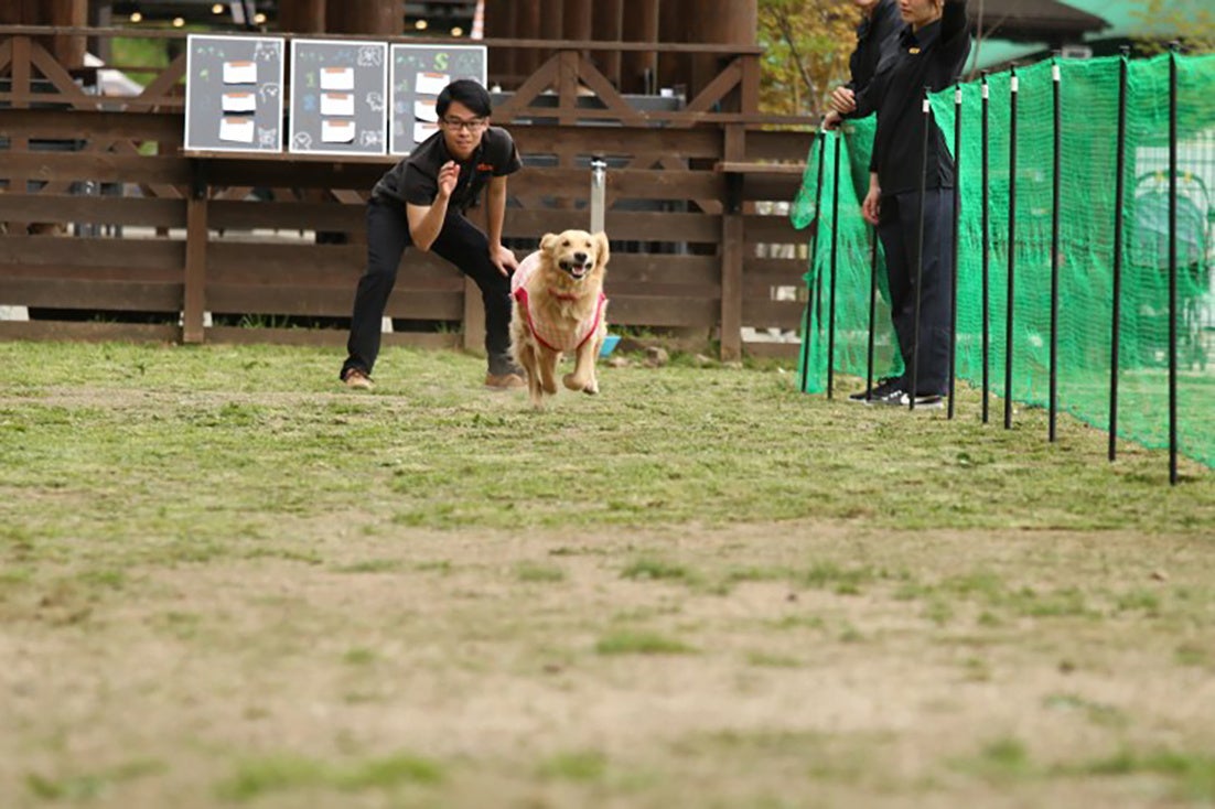 ドッグタイムレース