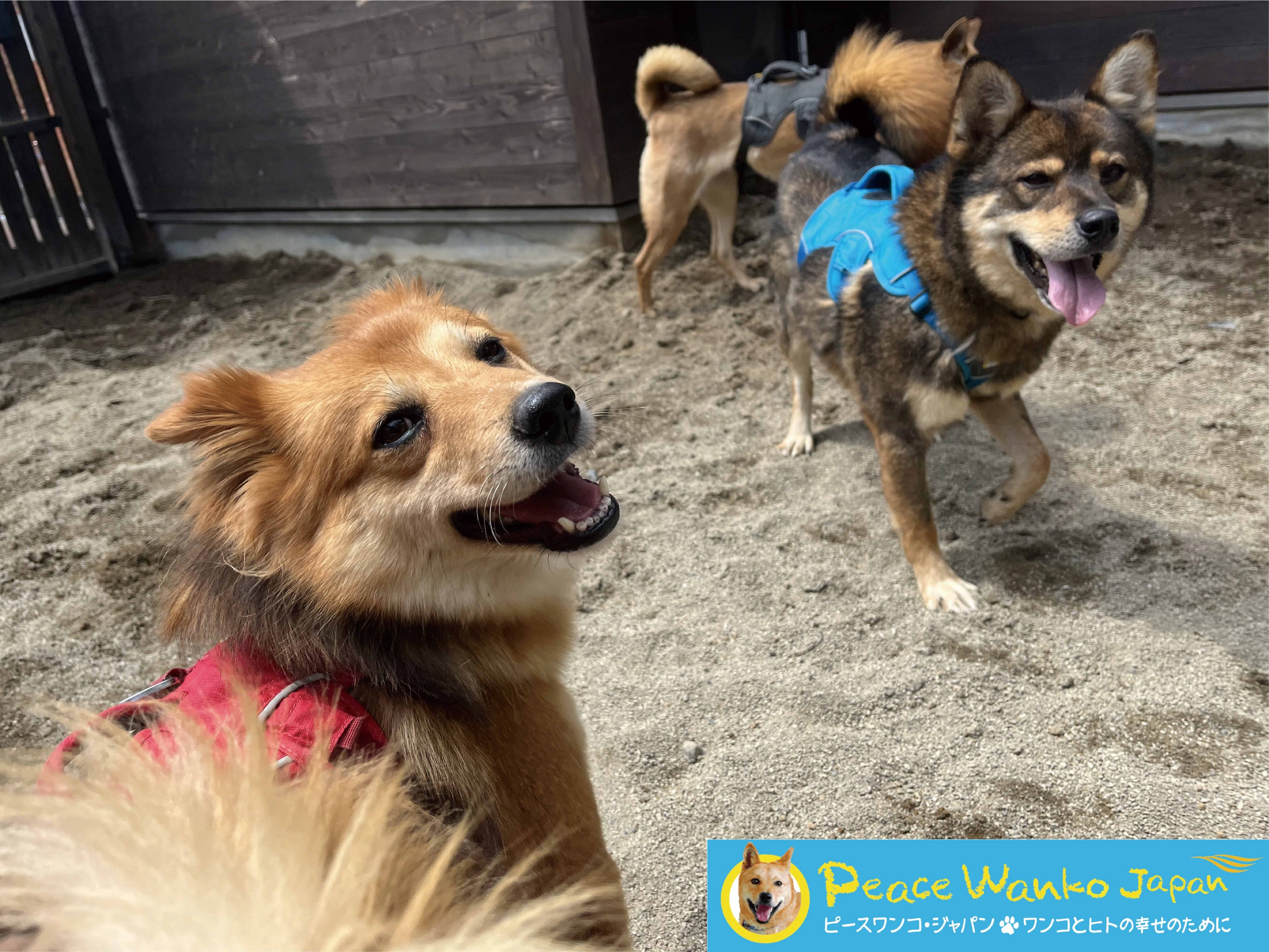 ピースワンコ・ジャパン（東京あきる野譲渡センター）