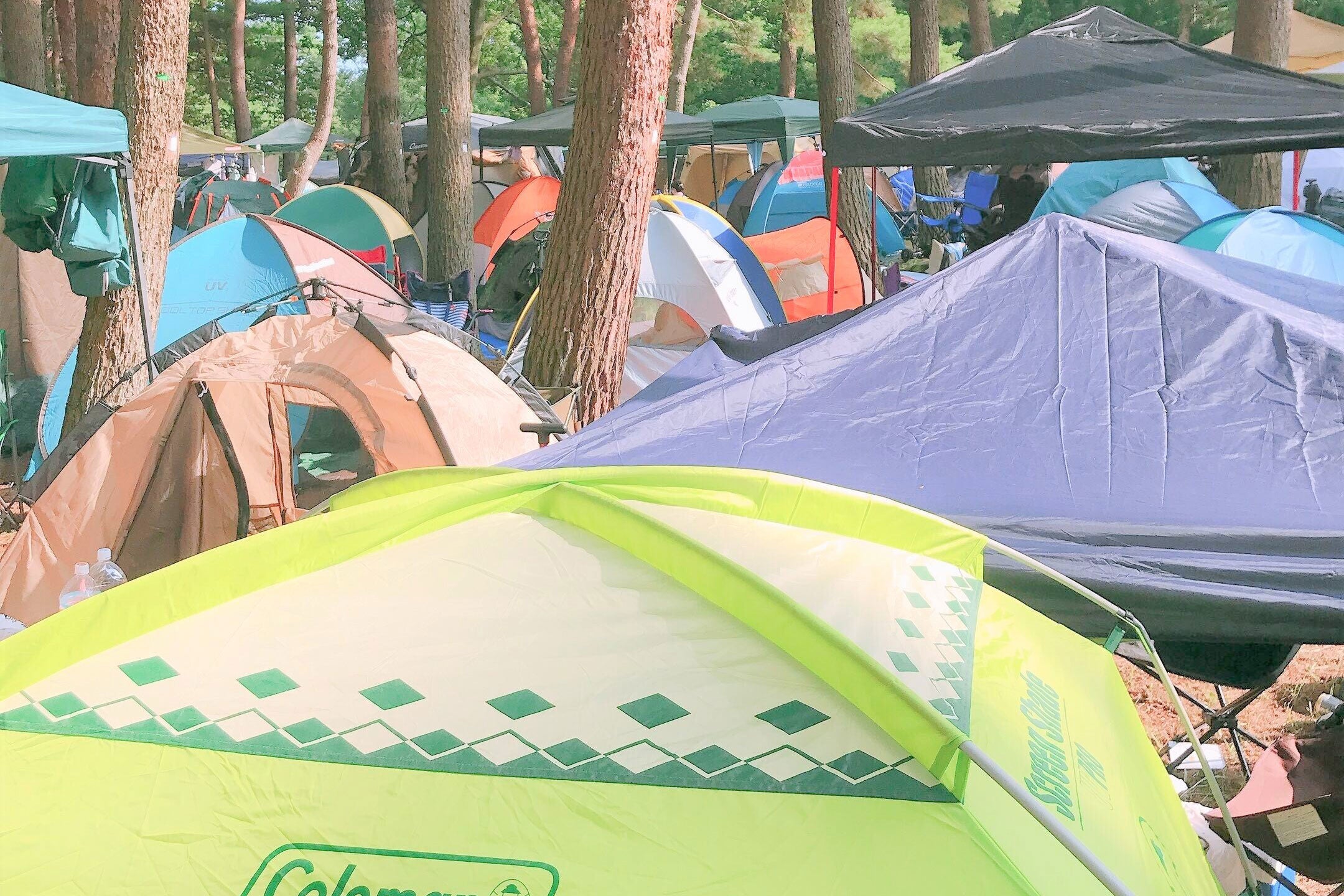 自然に囲まれたテントエリア