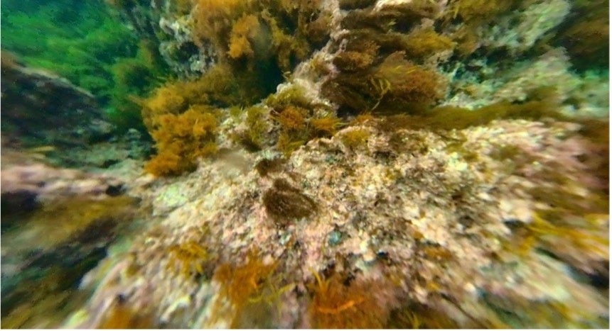 実際に水中カメラで撮影した画像