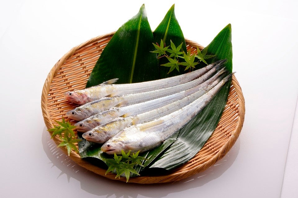 日本では有明海湾奥部にのみ生息するまぼろしの魚「えつ」