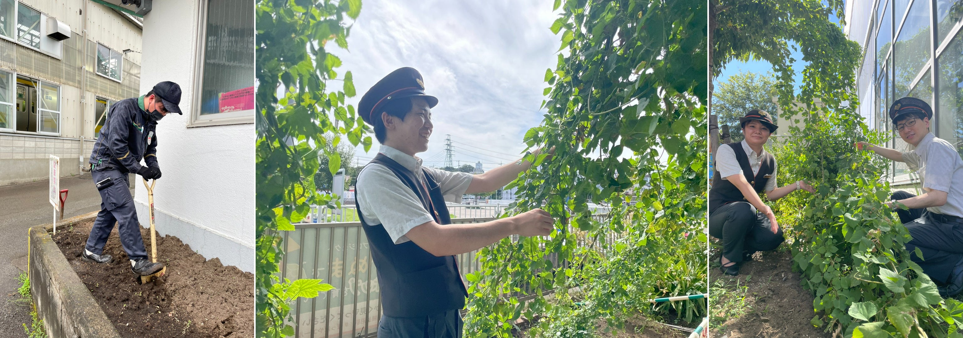各箇所でのホップ栽培 ［三鷹車両センターでの土づくりの様子（左）・JR稲城長沼駅（くらすクラス）での手入れの様子（中）・JR東小金井駅での成長の様子（右）］