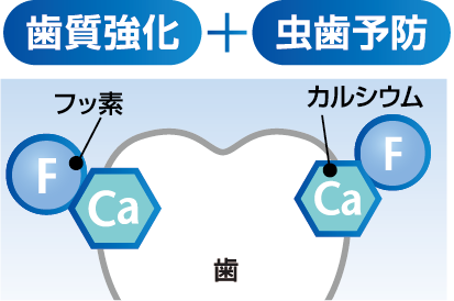 フッ素配合　歯質強化