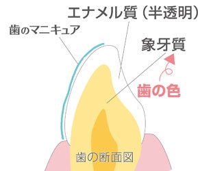 歯の色の仕組み、歯のメイクイメージ