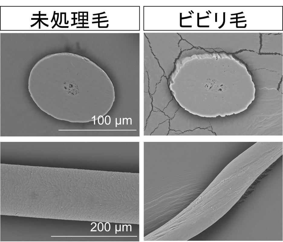 ビビリ毛モデルのSEM画像