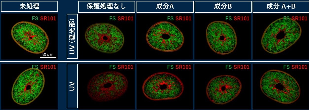UV照射による毛髪への影響度と、保護成分によるプロテクト効果の可視化