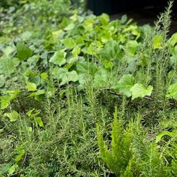 館内の植栽は、ピカソが作陶のために過ごした南仏をイメージしており、様々なハーブが観察できます。
