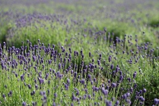 たんばらラベンダーパークで、見て、香って、学べるアロマ体験「ラベンダーオイル蒸留イベント」 3 日間限定で開催 たんばらラベンダーパークで、見て、香って、学べるアロマ体験「ラベンダーオイル蒸留イベント」 3 日間限定で開催
