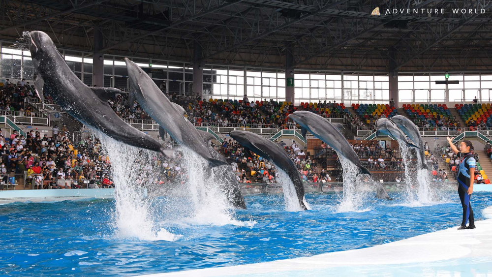 ショーをはじめ様々な動物を間近で見る事ができます