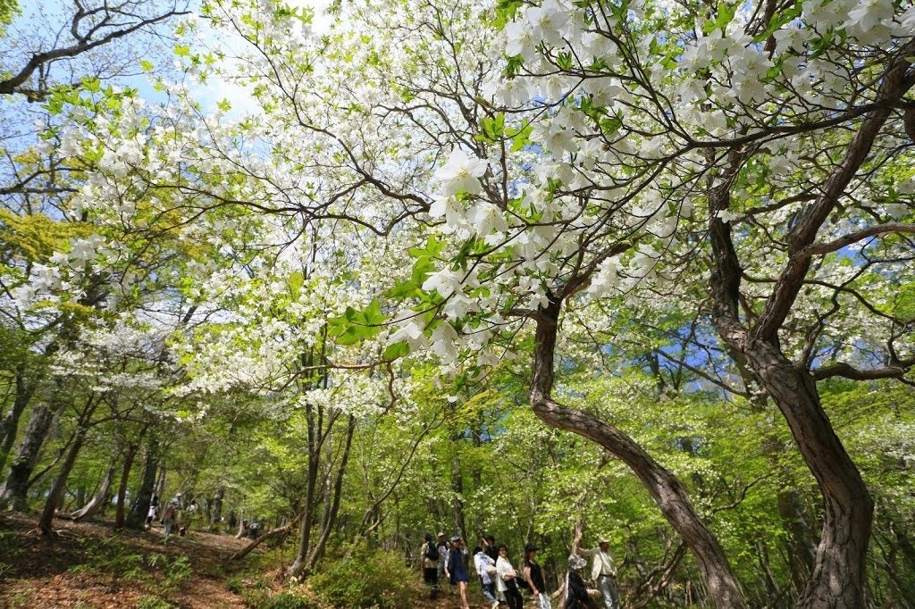 ゴヨウツツジ 那須ゴンドラ」運行開始のお知らせ | 東急リゾーツ