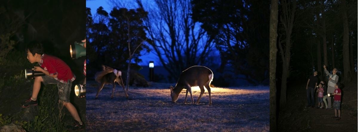 ホテル周辺を散策する「ナイトウォーク」では、敷地内に生息する鹿の家族に出会えることもあります