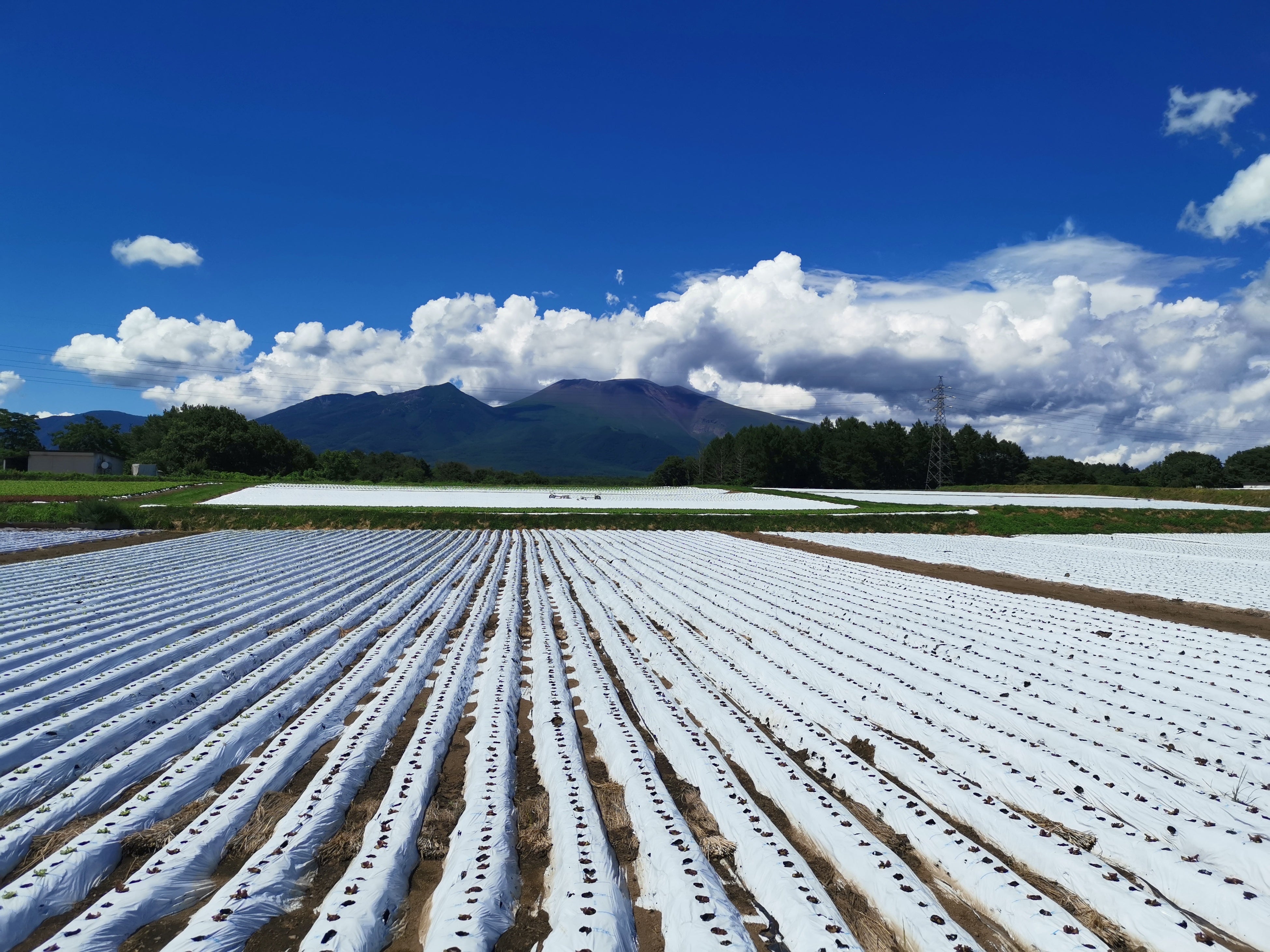 長野県北佐久郡御代田町に広がる農地