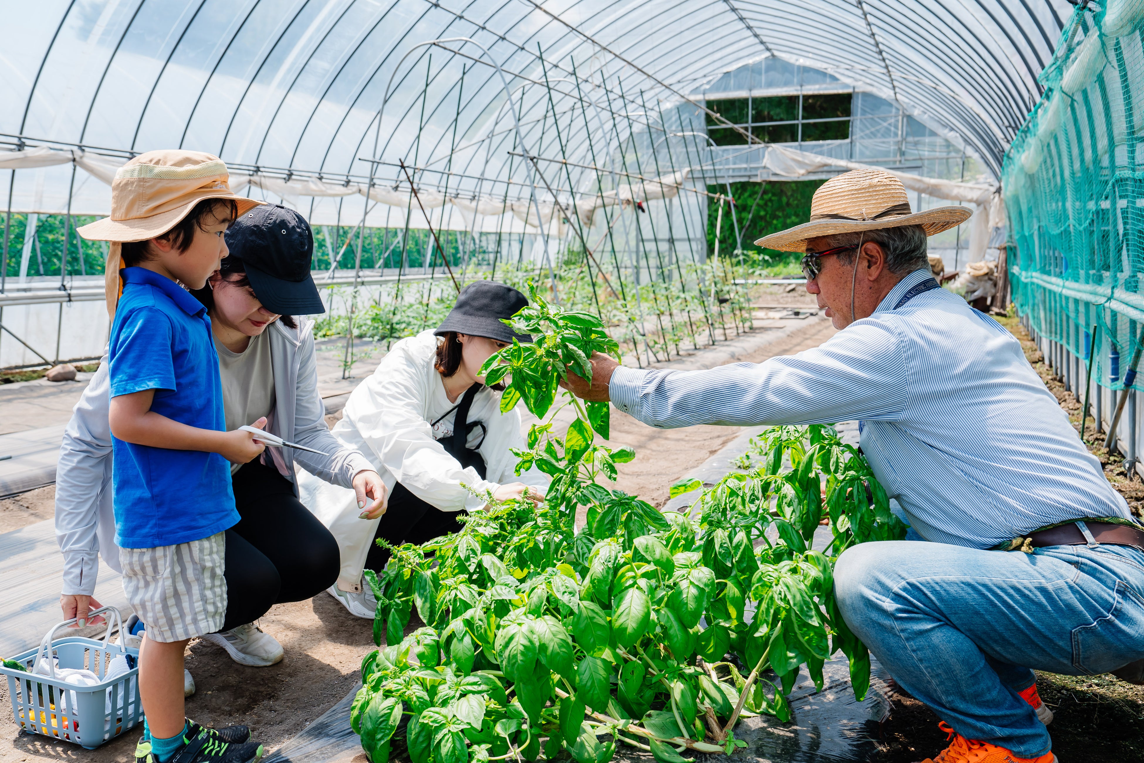 実際の収穫体験の様子