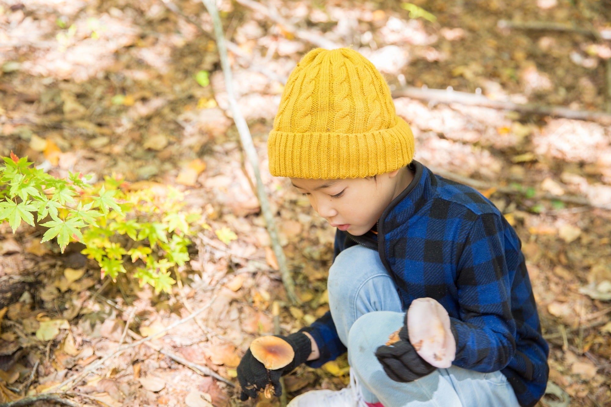 きのこ狩りイメージ