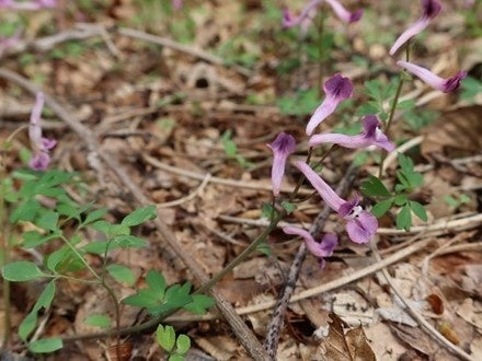 ジロボウエンゴサク