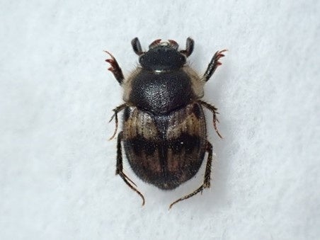 アカマダラセンチコガネ