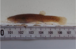 ホトケドジョウの個体写真