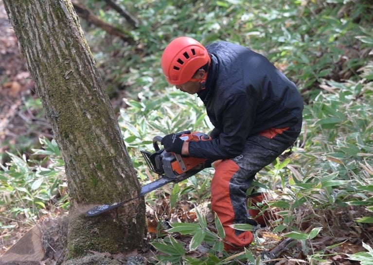 東急リゾートタウンでの間伐風景（写真はカラマツ）