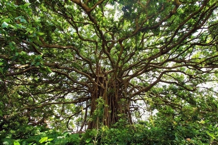 手久津久の巨大ガジュマル