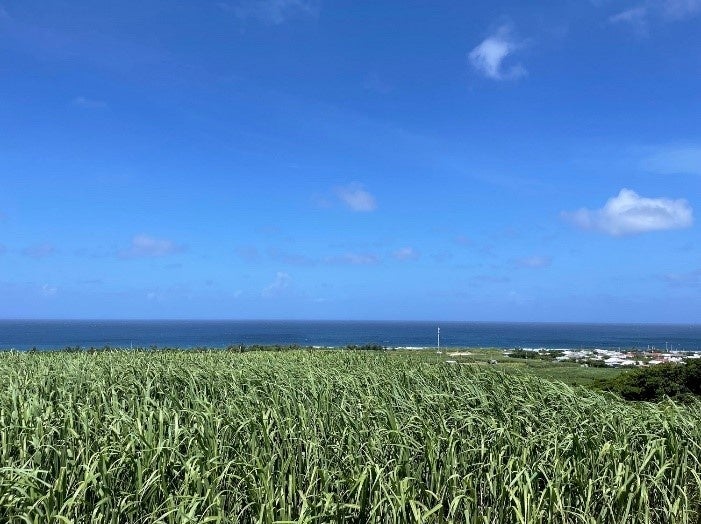 サトウキビ畑