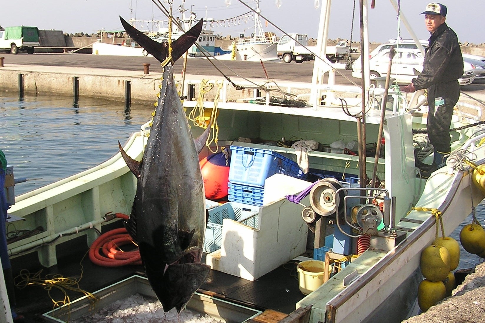 船上で処理され、美しい色、 味と鮮度をそのまま保つ戸井のマグロ