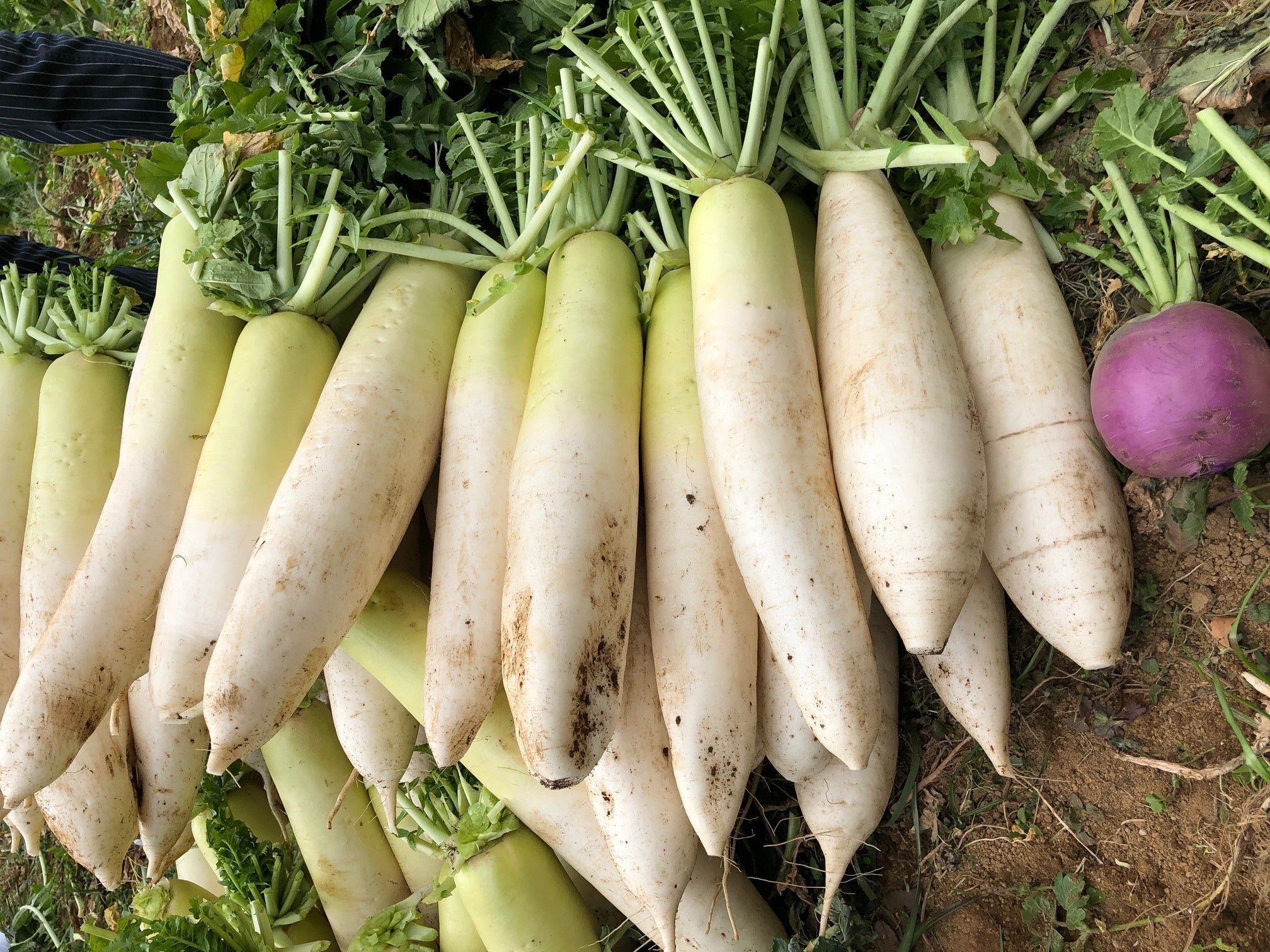 ヤサイクル」から誕生した三浦の大根