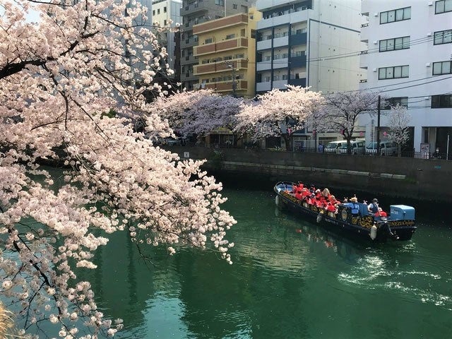水と桜のコントラストを楽しめるお花見クルーズ
