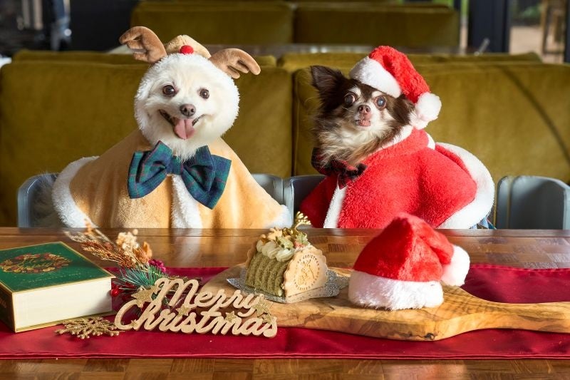 願いを灯すランタンが夜空を彩るクリスマス限定イベント「Mistletoe