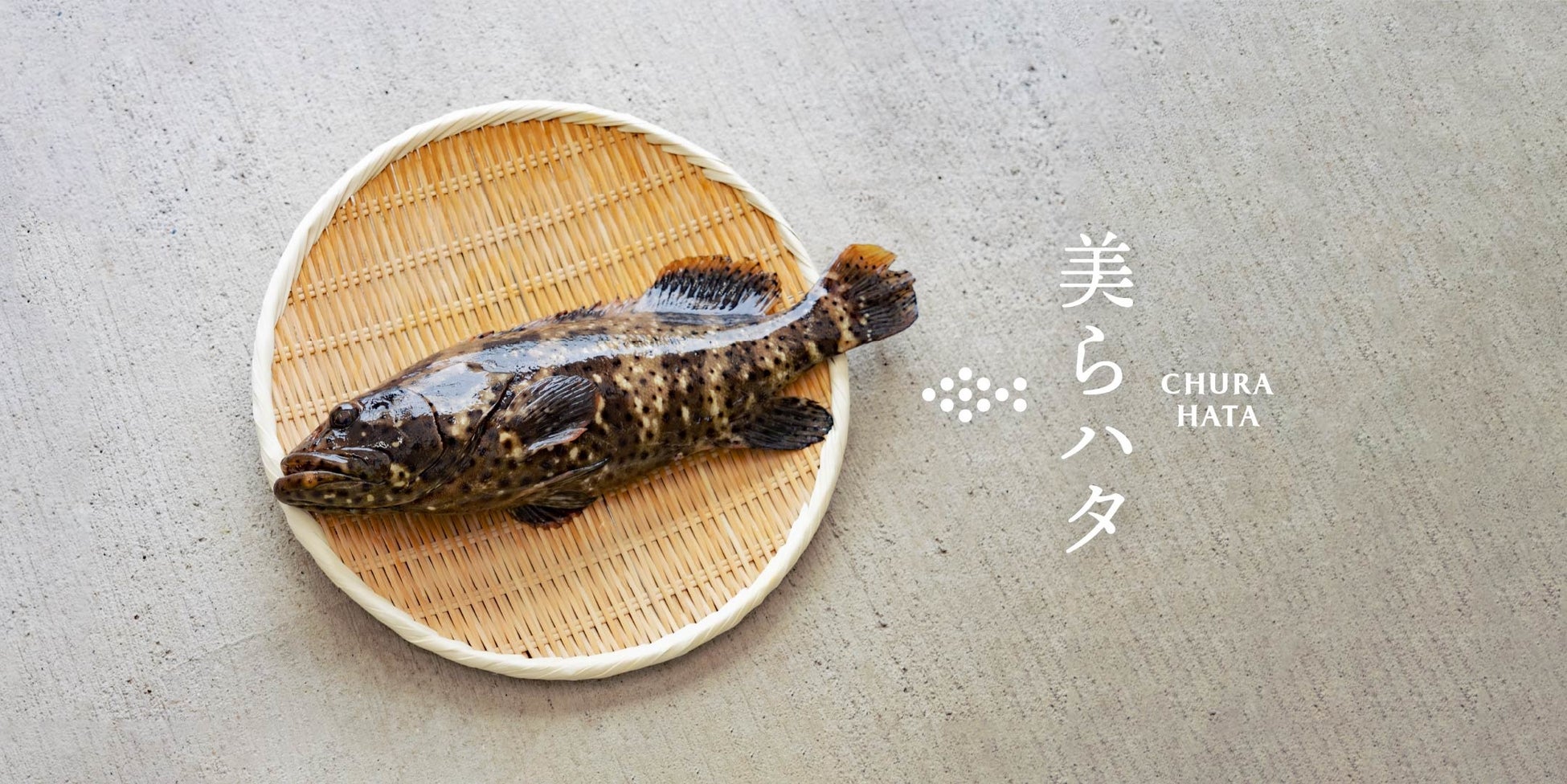 琉球大学と共同開発した 美らハタ をcraft Fishで販売開始 株式会社さかなファームのプレスリリース 琉球大学と共同開発した 美らハタ をcraft Fishで販売開始 株式会社さかなファームのプレスリリース