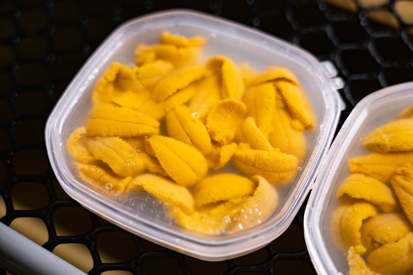 冬に旬を迎える貴重なウニ 「神恵内村産 冬の生うに」が今年も出荷開始