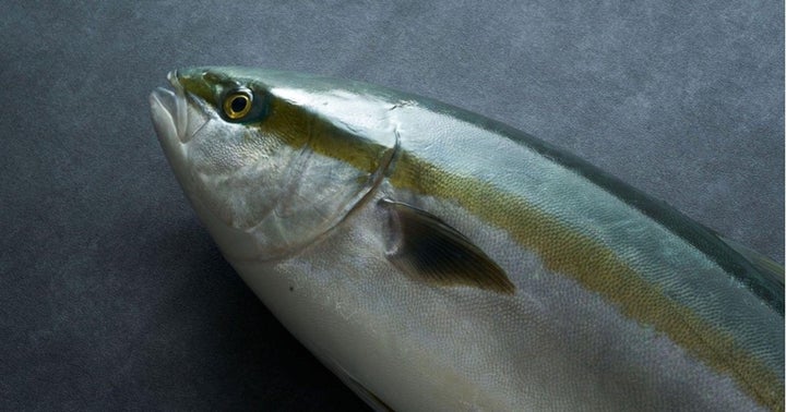百年続くハマチ養殖発祥の地で育まれた新たなブランド魚、「百年はまち」が誕生! | 株式会社さかなファームのプレスリリース