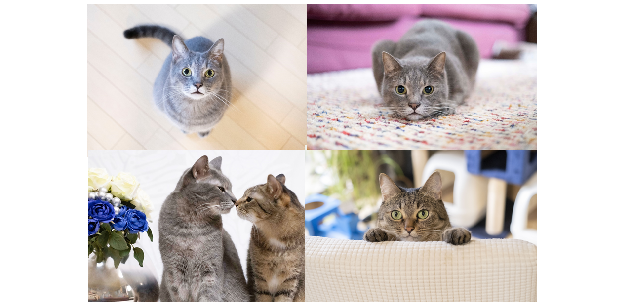 【ねこさん専用】NN前期テキスト＆模試セット ねこさん専用】NN前期テキスト＆模試セット ねこさん専用】NN