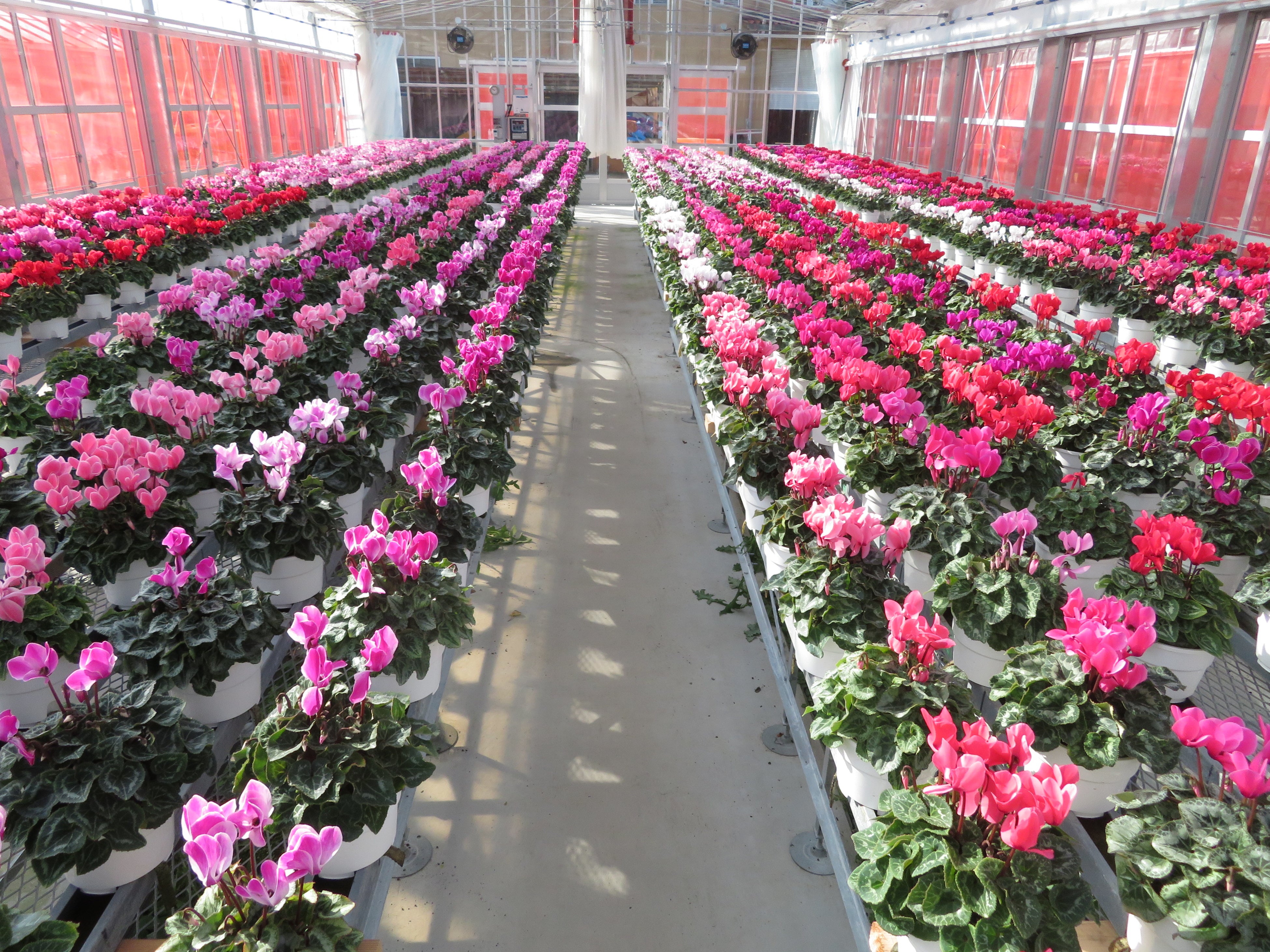 農芸高校で栽培されているシクラメン