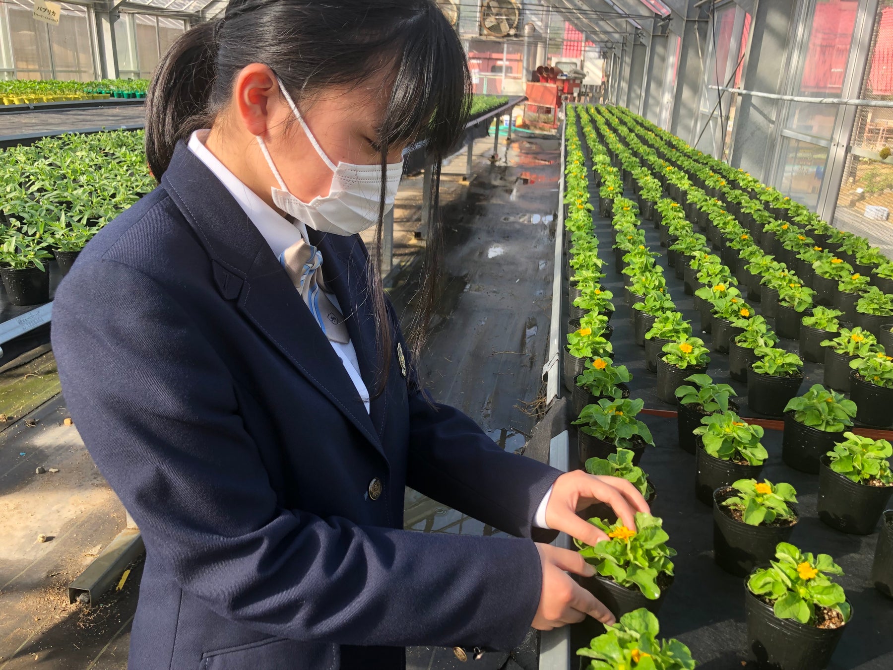 農芸高校では年間約10種類の植物を栽培している