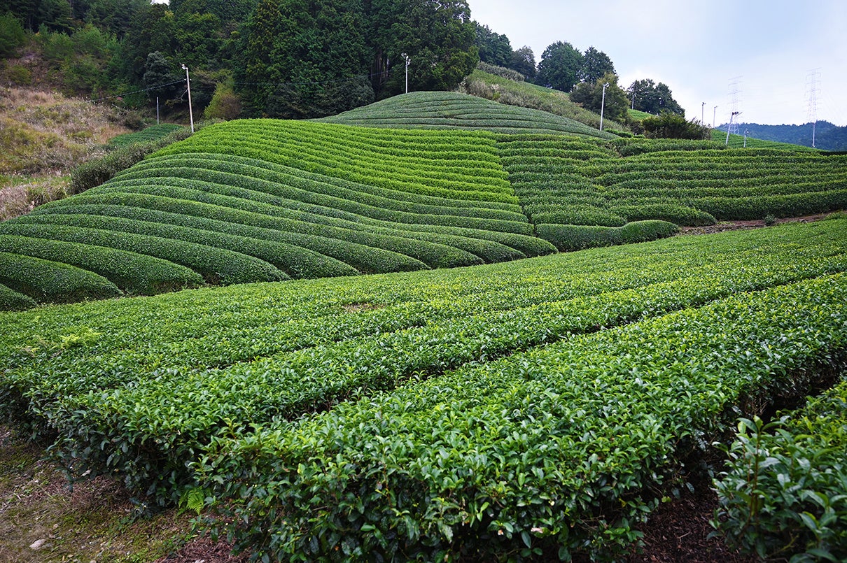京都和束町「東茶園」の茶畑