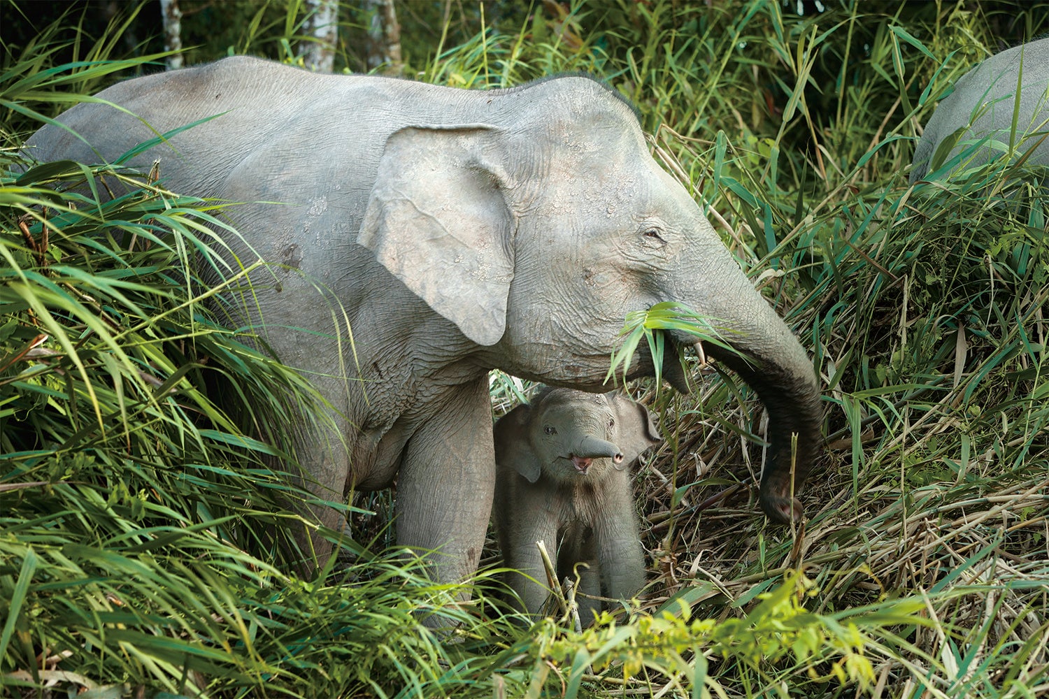【参考写真】 サラヤでは、ヤシノミ洗剤など対象商品の売上1％（メーカー出荷額）を、ボルネオの環境保全や野生動物の保護活動に寄付しています