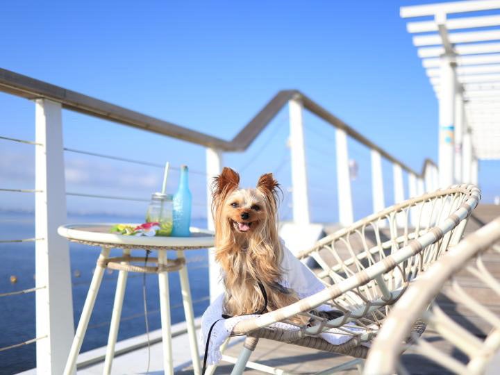 The SUNSET Pier&Caféで寛ぐワンちゃん