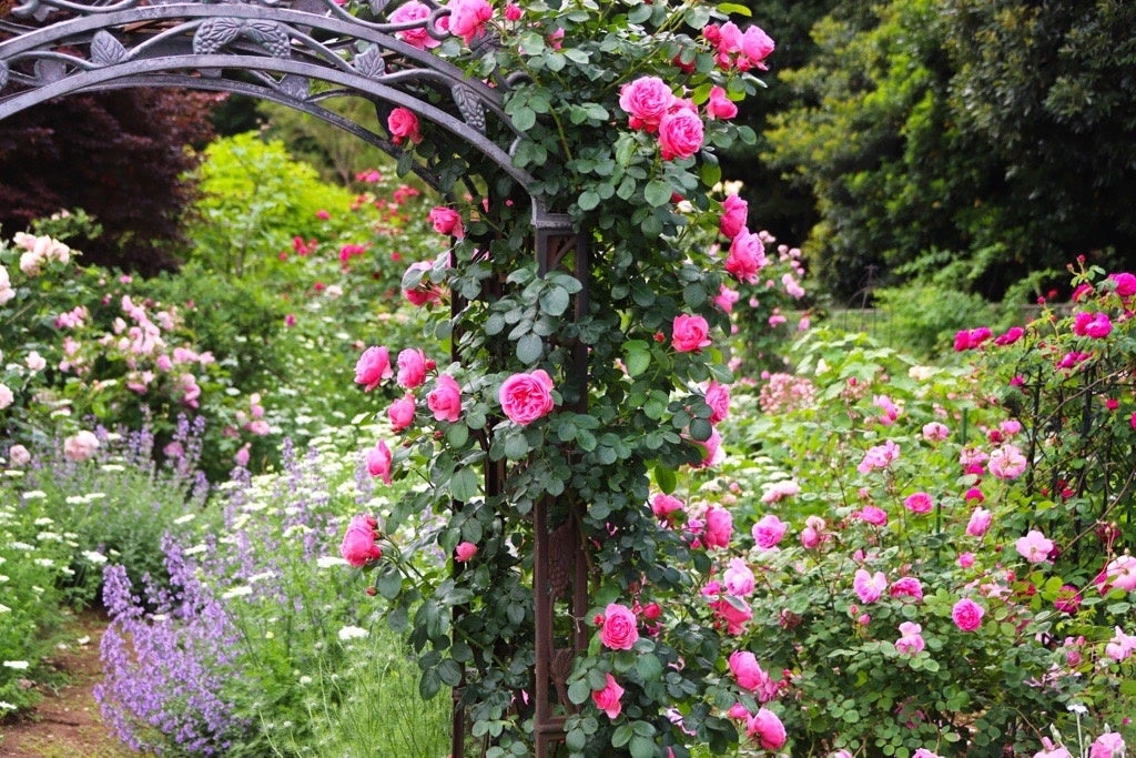 季節の花を楽しめる後庭