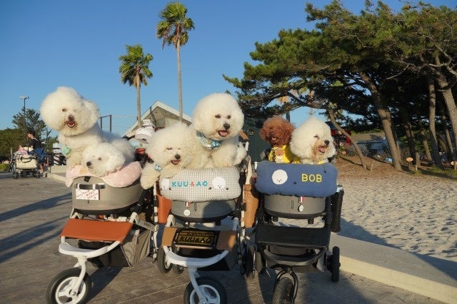 PET FESTA INAGEにお越しのワンちゃん