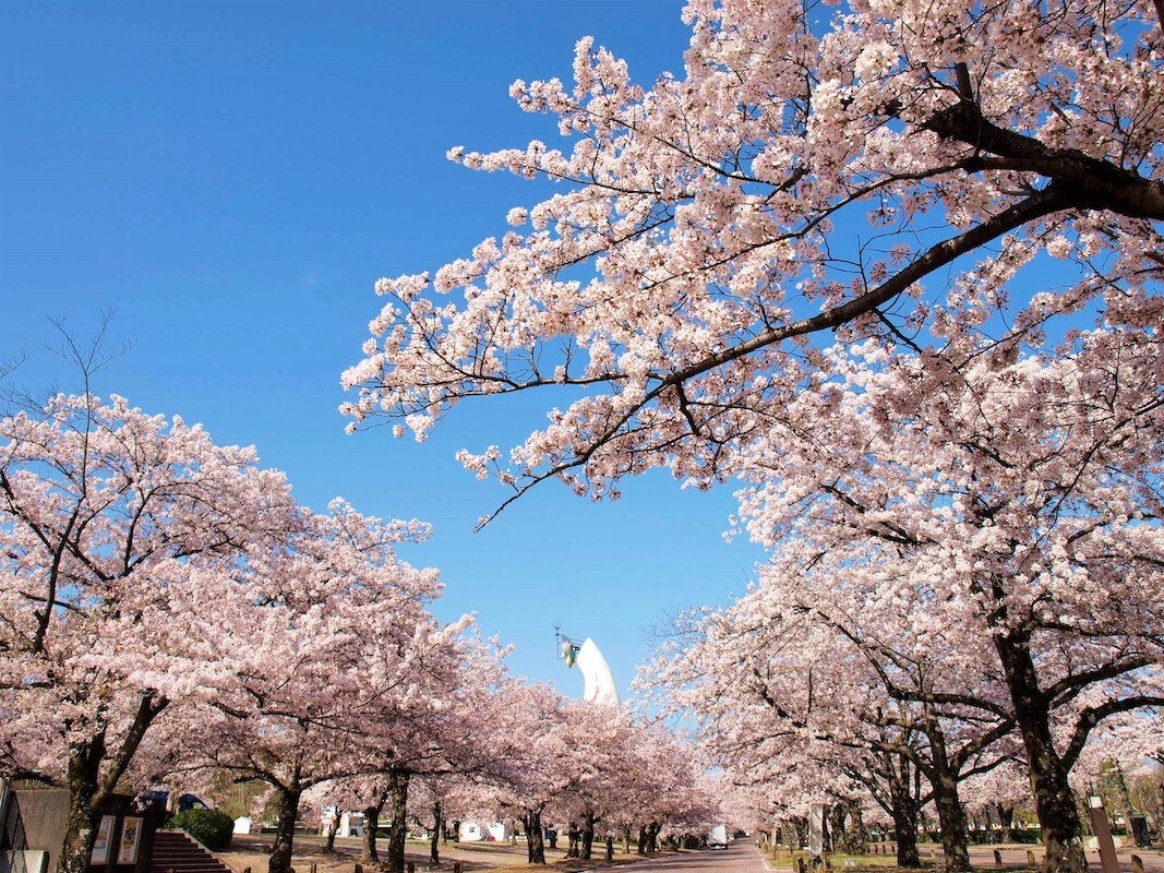 吹田：万博記念公園